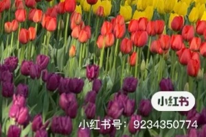 去除小红书水印